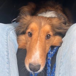 Meet your Posher, Pamela